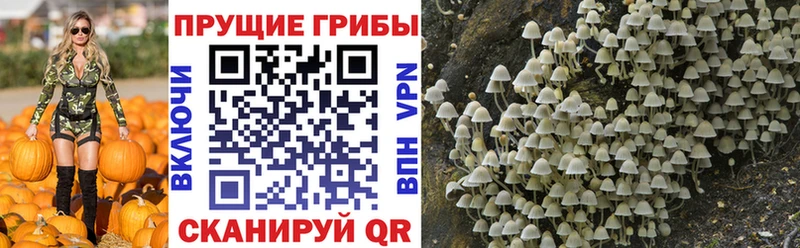 Псилоцибиновые грибы GOLDEN TEACHER  shop Telegram  Ачхой-Мартан 